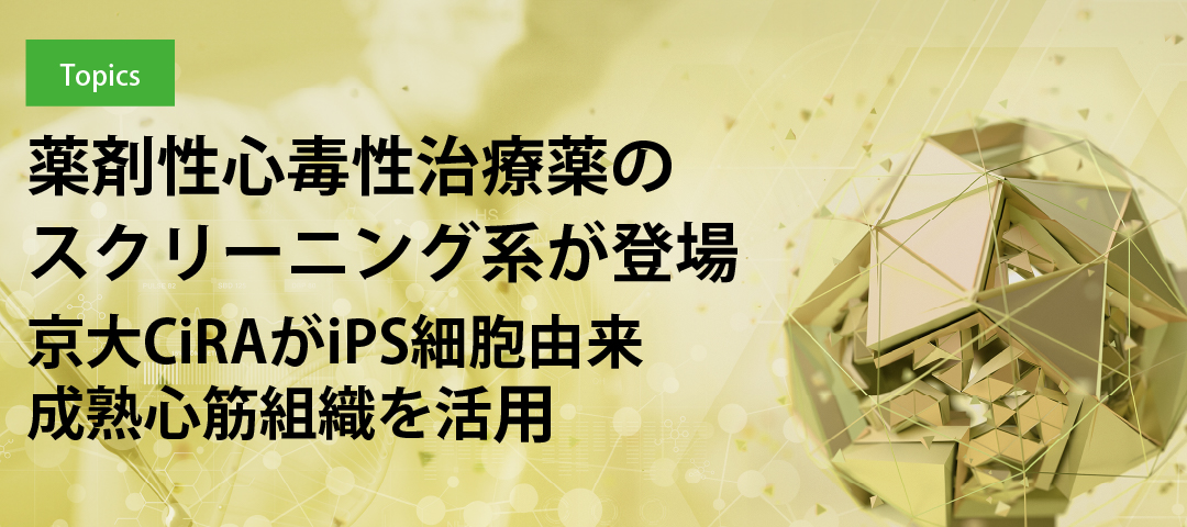 薬剤性心毒性治療薬のスクリーニング系が登場　京大CiRAがiPS細胞由来成熟心筋組織を活用