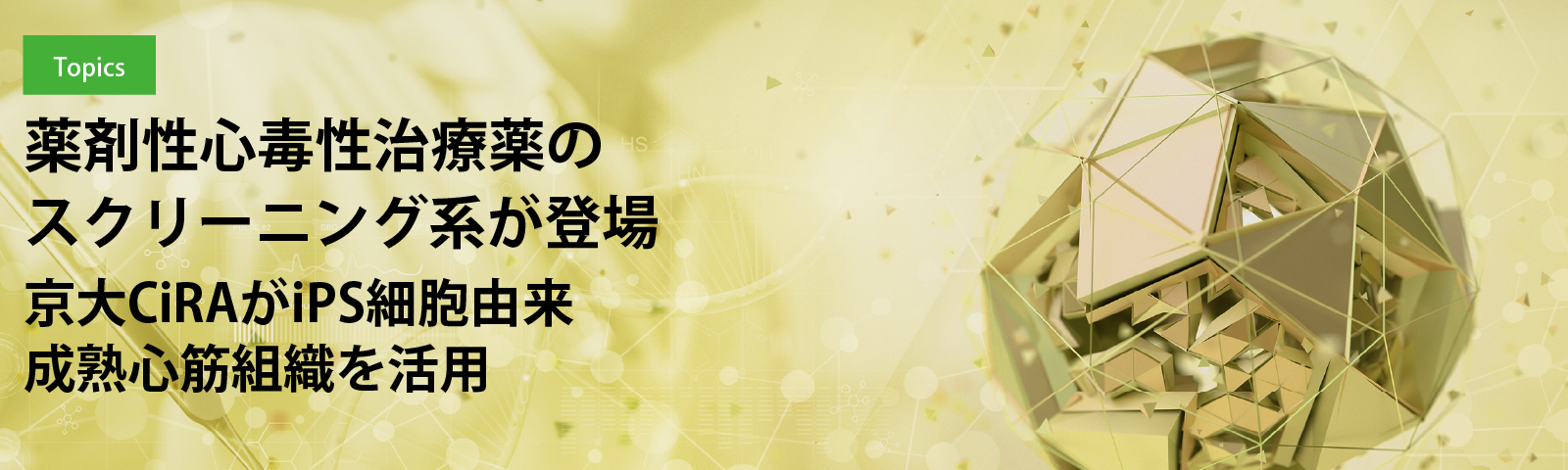 薬剤性心毒性治療薬のスクリーニング系が登場　京大CiRAがiPS細胞由来成熟心筋組織を活用